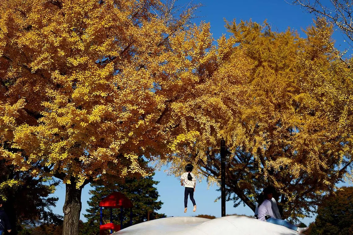 A girl playing under yellow ginkgo leaves at Showa Kinen Park in Tokyo, Japan Nov 25, 2024. 