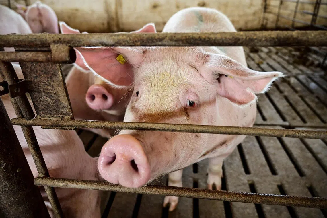 Some human cells were found in the pigs' brains, experts said, which raises ethical issues over human-pig hybrids.