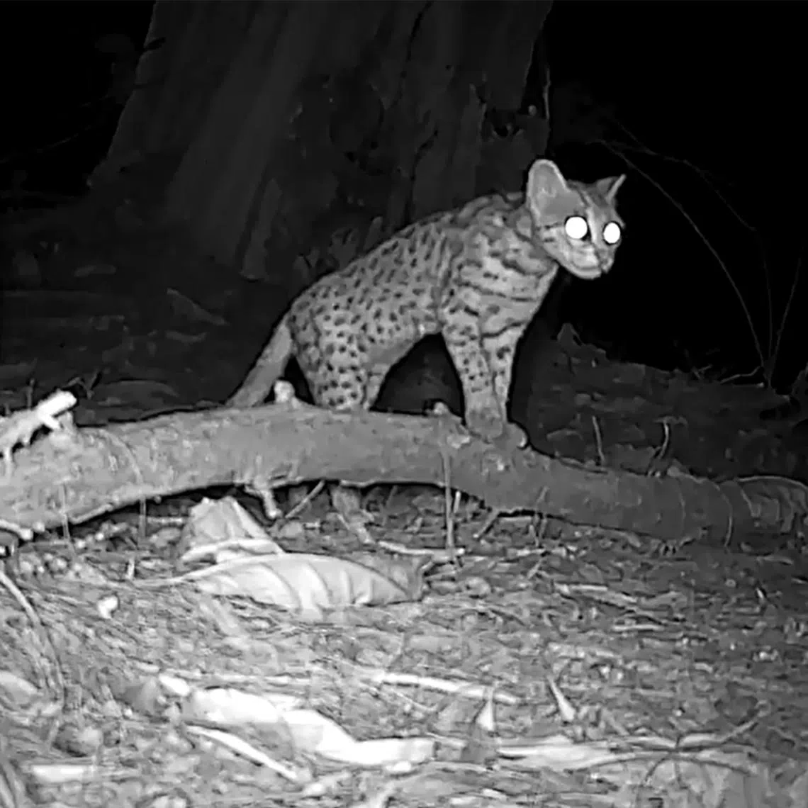 One of the five mainland leopard cats detected in Changi by volunteers between July 2025 and April 2026.