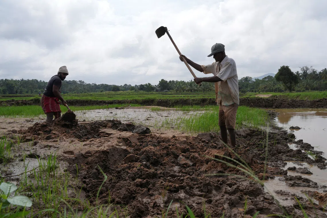 Farmers work to remove mud and sand from a paddy field after Cyclone Ditwah, in Galewela, Sri Lanka, December 14, 2025. REUTERS/Thilina Kaluthotage