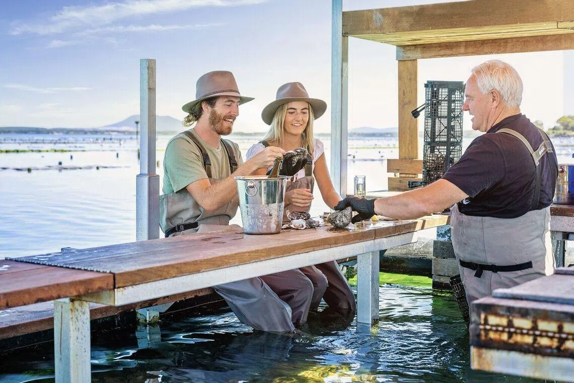 Caucasian couple learning how to shuck freshly harvested Pacific oysters at Coffin Bay National Park