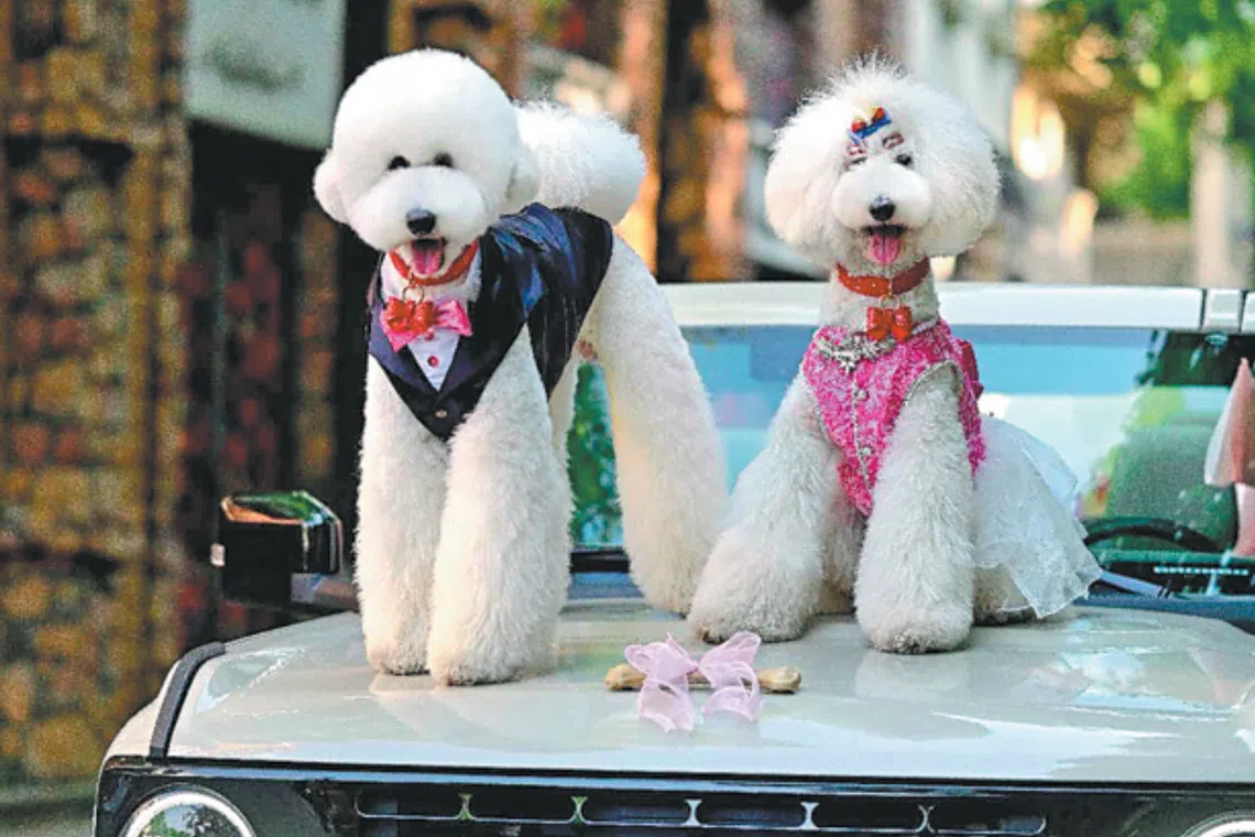 As pet weddings, birthday parties and themed celebrations grow increasingly popular across China, a new lifestyle industry is taking shape.