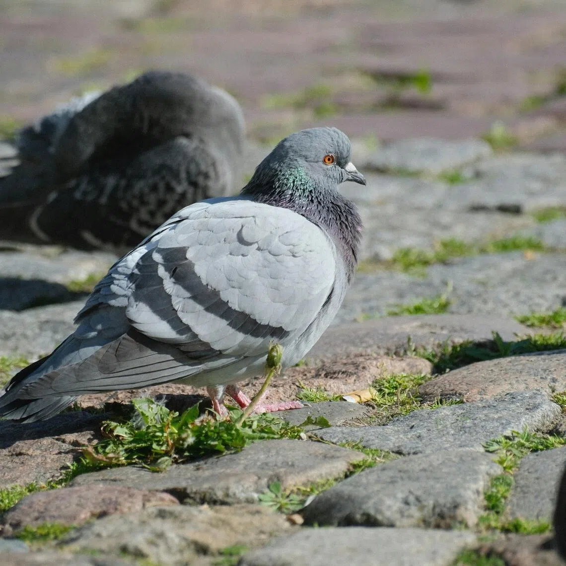 People caught feeding pigeons in the restricted areas can face fines of up to 1 million won (S$845).