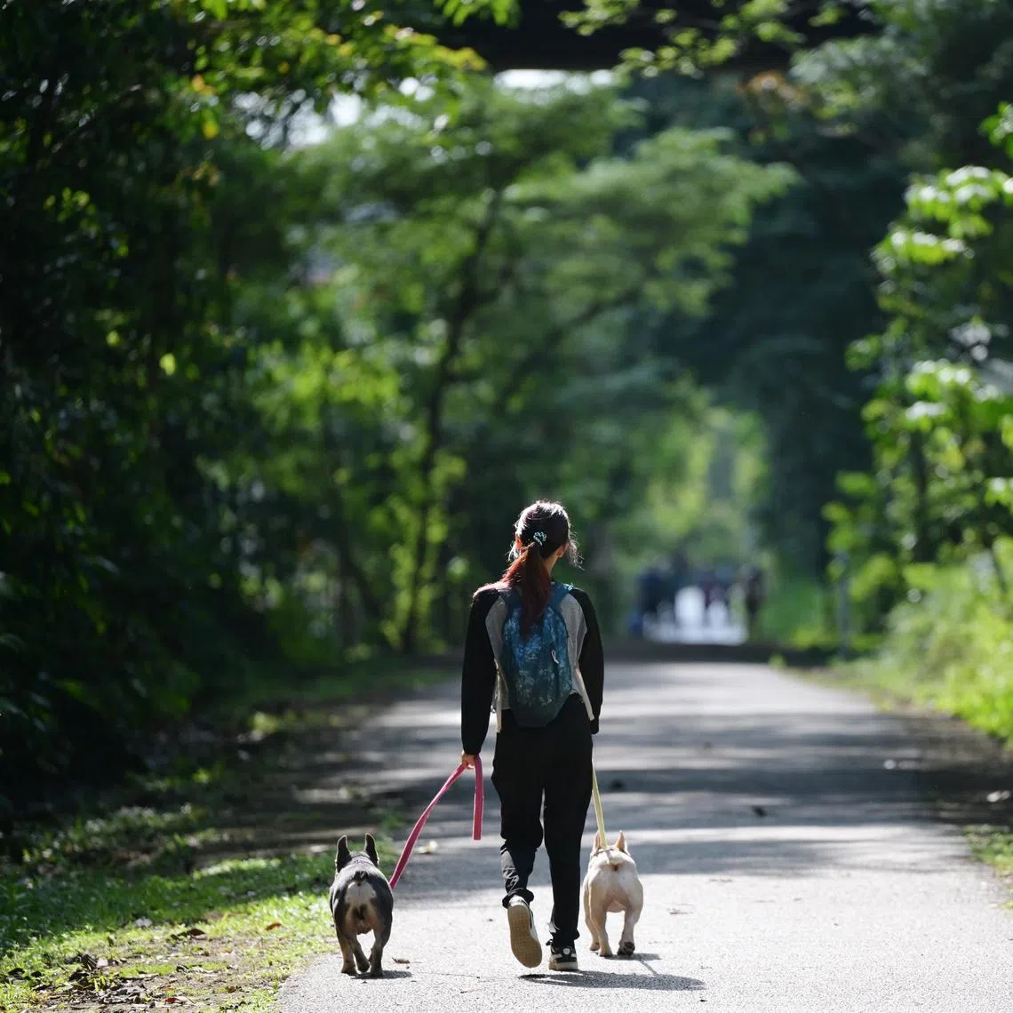 Dog breeds that are known for being gentle, stable and friendly are preferred for the programme. 