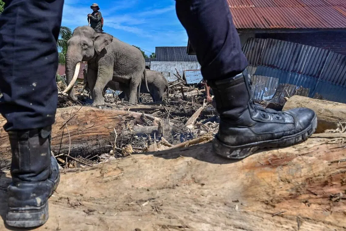 Environmental changes have forced elephants to shift their roaming patterns, bringing them closer to farms and residential areas.