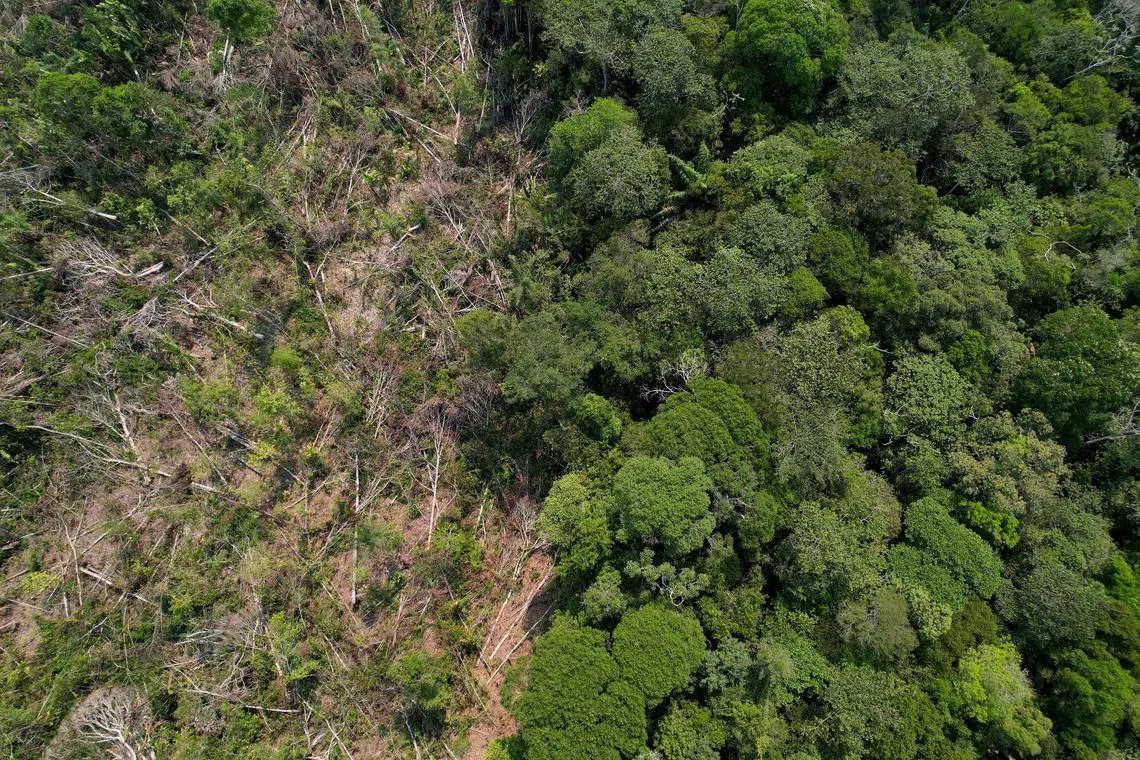 Globally, 6.37 million hectares of forest were lost in 2023, and targets to reduce deforestation were missed in almost all tropical regions.