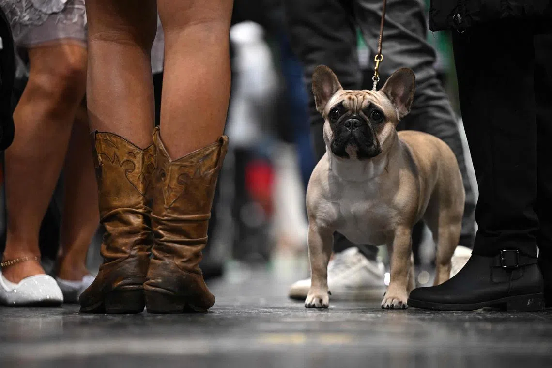 (FILES) In this file photo taken on March 12, 2023 A French Bulldog stands with its handler on the final day of the Crufts dog show at the National Exhibition Centre in Birmingham, central England. - The lovable Labrador Retriever is no longer the most popular dog breed in the United States, as French Bulldogs take over the top spot, the American Kennel Club (AKC) announced on March 15, 2023.
Labs, which the New York-based registry describes as "famously friendly" and "an enthusiastic athlete," had been the most popular dog breed for 31 years prior to 2022. (Photo by OLI SCARFF / AFP)