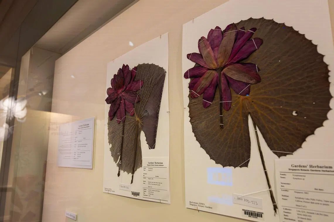 The Great Plant Hunt is a chance to learn how botanists have studied plants in Singapore since the 19th century.