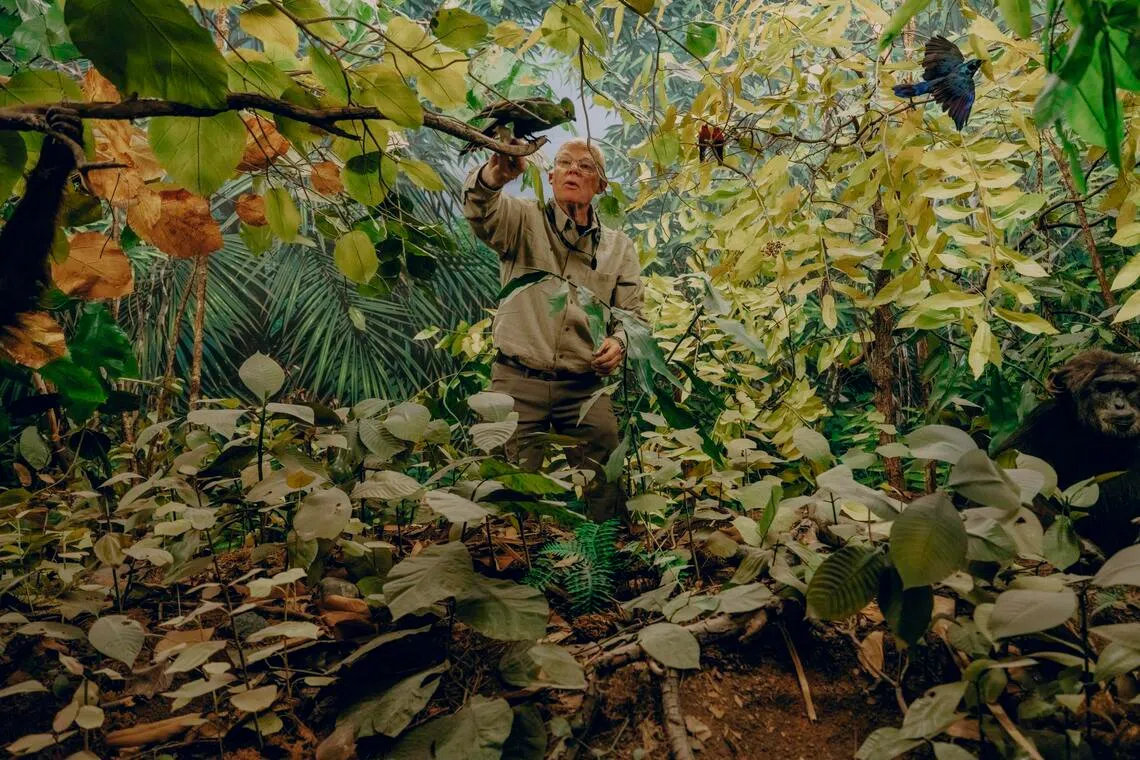 Mr Bovard is responsible not only for the animals on display in the museum, but also for every element of the dioramas, including each tree, leaf, twig, flower, dusting of snow and body of water.