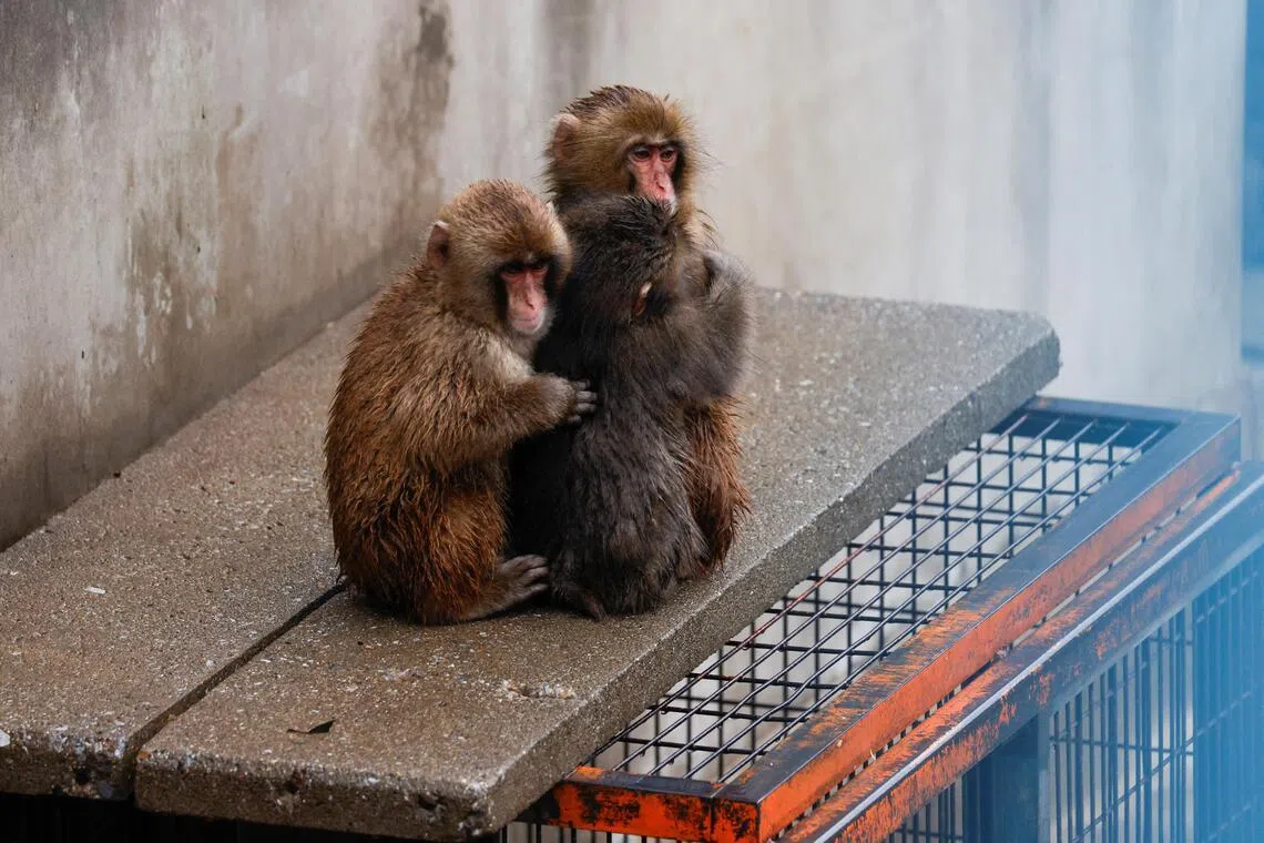 2 Americans fined $2,400 each for intruding into monkey Punch’s enclosure at Japanese zoo