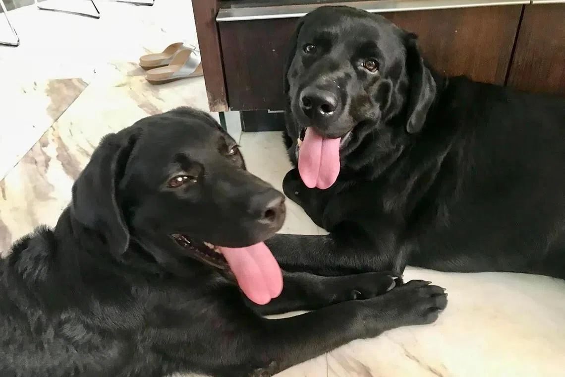 Jack (right) and his buddy, Bluey, were inseparable.