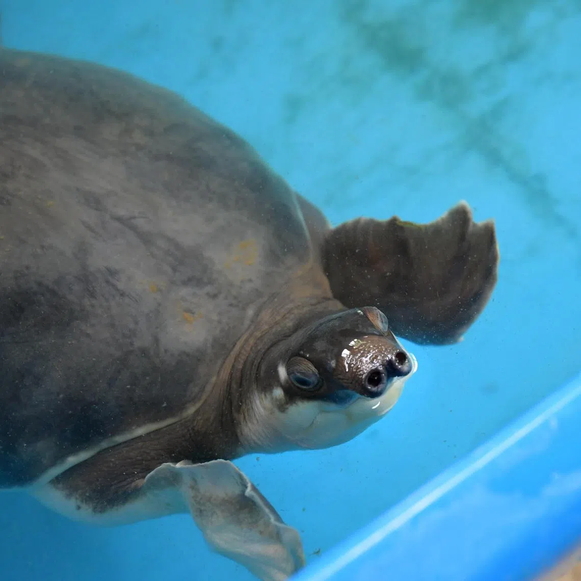 The thirty pig-nosed turtles under Acres' care are slated to be repatriated to Indonesia in January 2026.
