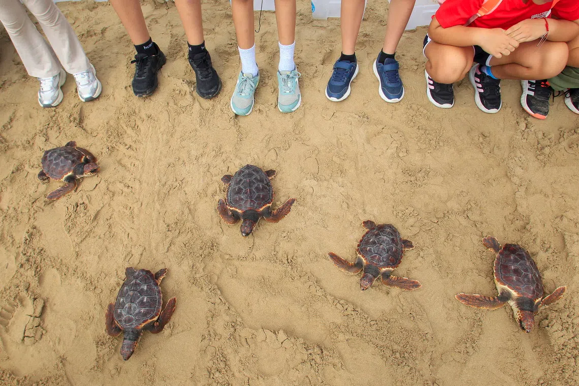 Loggerhead sea turtles being released at La Marina Beach in Elche, Spain, on Oct 7, 2025. 
