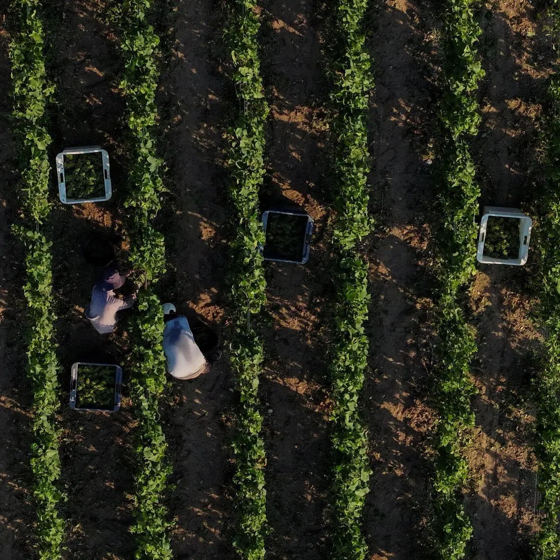 Pickers harvest grapes at the Champagne Jean Velut vineyard in Montgueux, France.