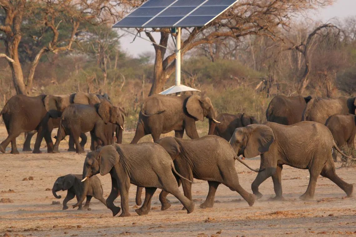 FILE PHOTO: A group of elephants walk near a solar panel at a watering hole inside Hwange National Park, in Zimbabwe, October 23, 2019. REUTERS/Philimon Bulawayo/File Photo