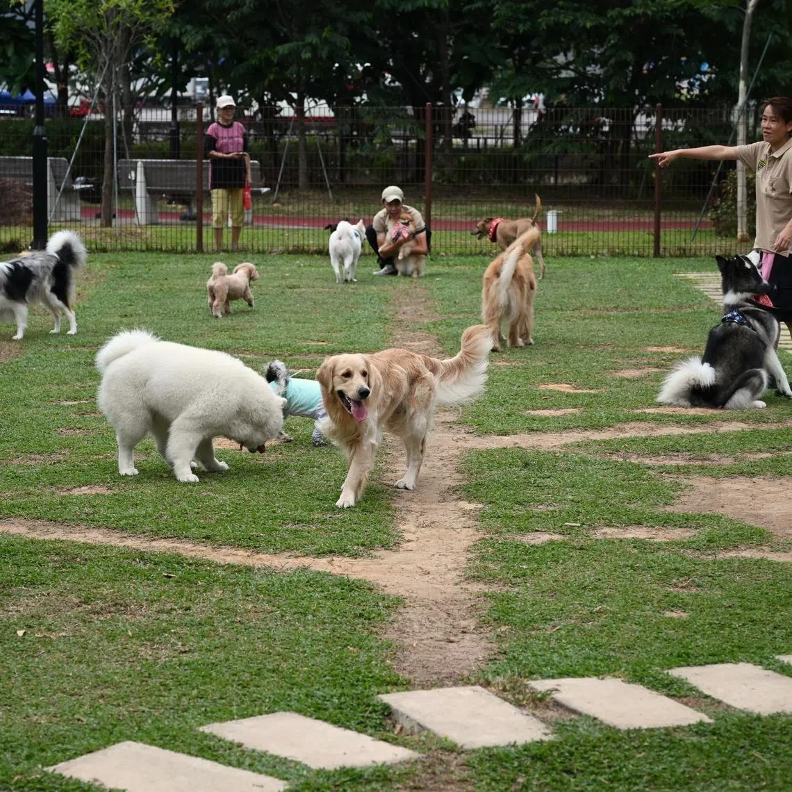 Monitor your pet regularly for changes in its daily life activities and physical health, among other things, to assess whether interventions are needed to improves its quality of life.