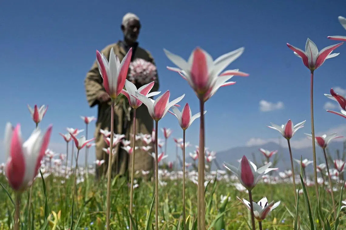 Kashmiri, a farmer, holding a bunch of wild tulips blooming at a field in Pampore, on the outskirts of Srinagar, India, on April 7, 2024. 