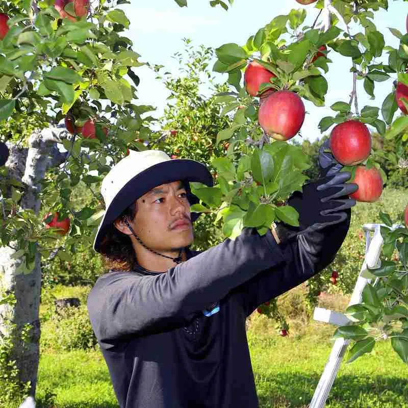 Mamoru Kamisasanuki, 27, joined Blancdieu and has been working for Red Apple, a company that produces and sells apples.