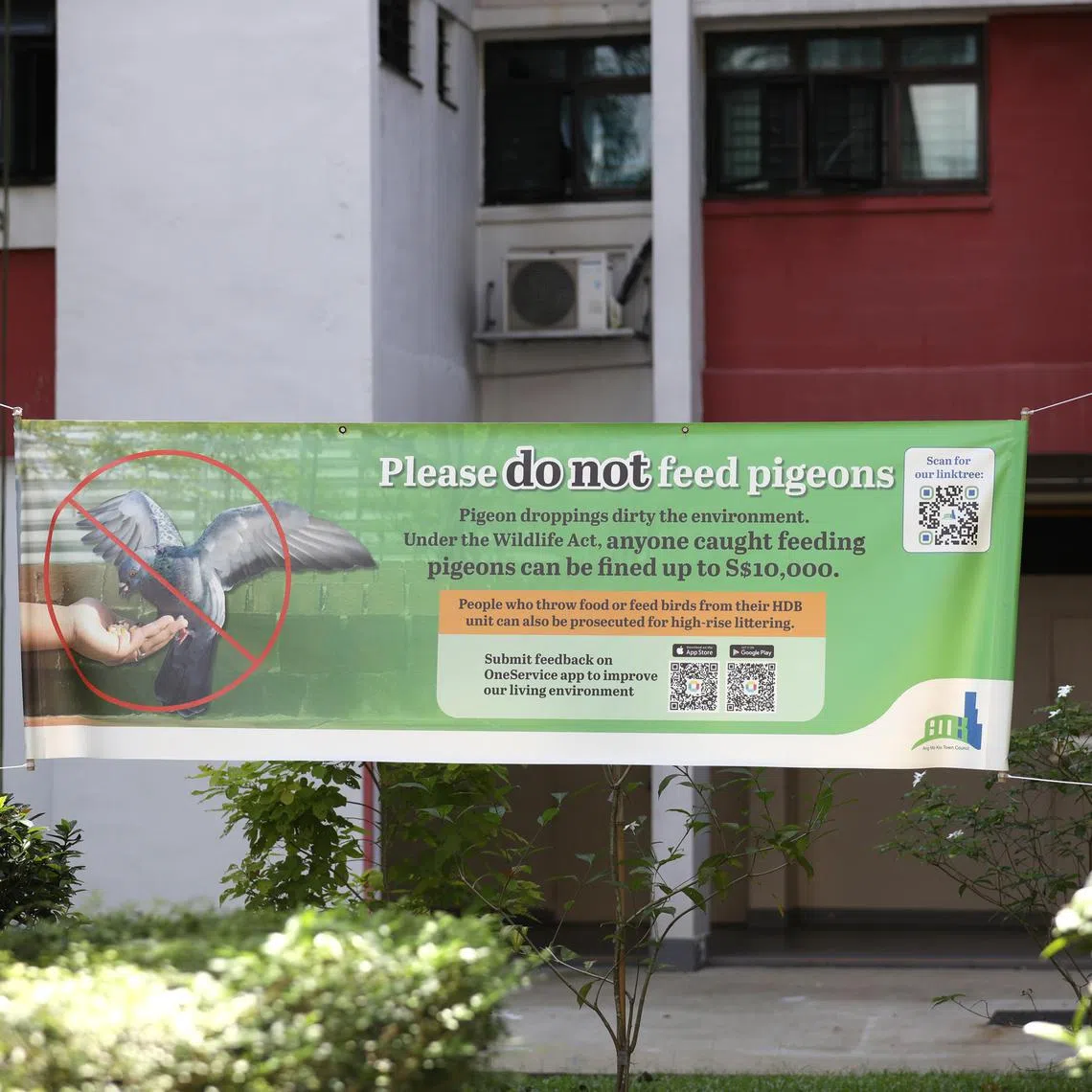 The three town council areas were chosen for their high pigeon populations and proximity to each other.