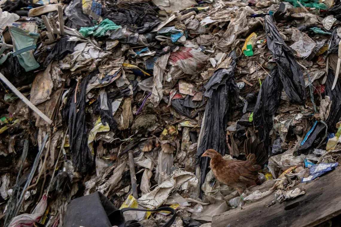 FILE PHOTO: A chicken stands at garbage dump filled with plastics in Rodriguez, Rizal province, Philippines, November 28, 2024. REUTERS/Eloisa Lopez/File Photo