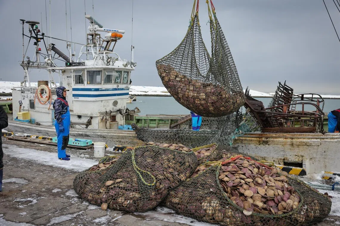 Scallops being unloaded at Shibetsu Fishing Harbour in Hokkaido on Jan 17, 2024.