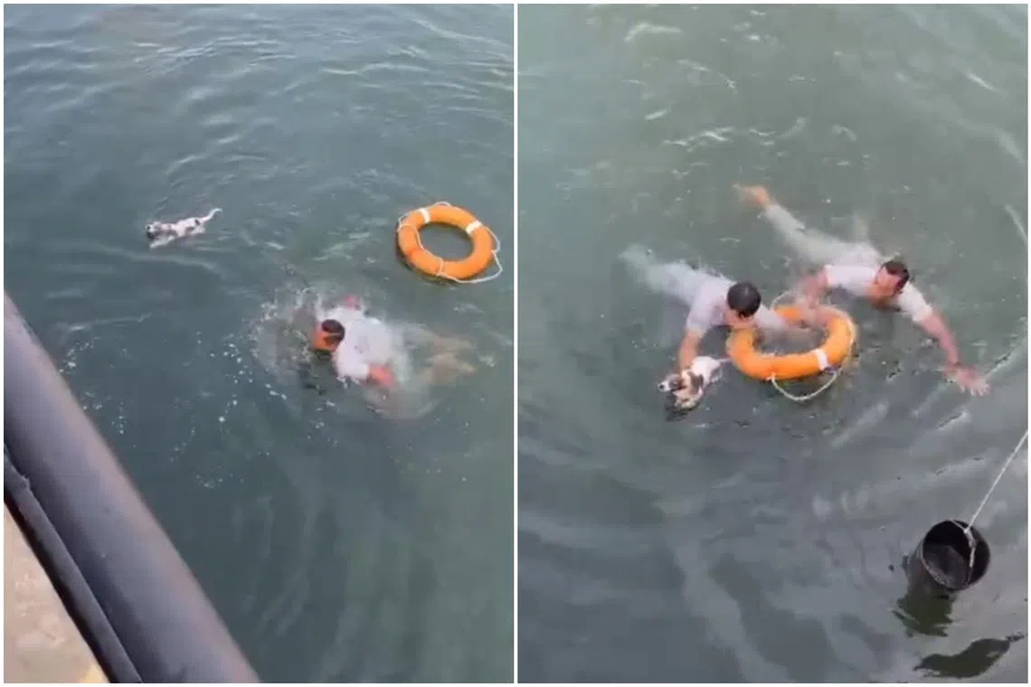Armed with a life buoy and later a bucket, the Malaysian Navy personnel managed to save the struggling puppy.