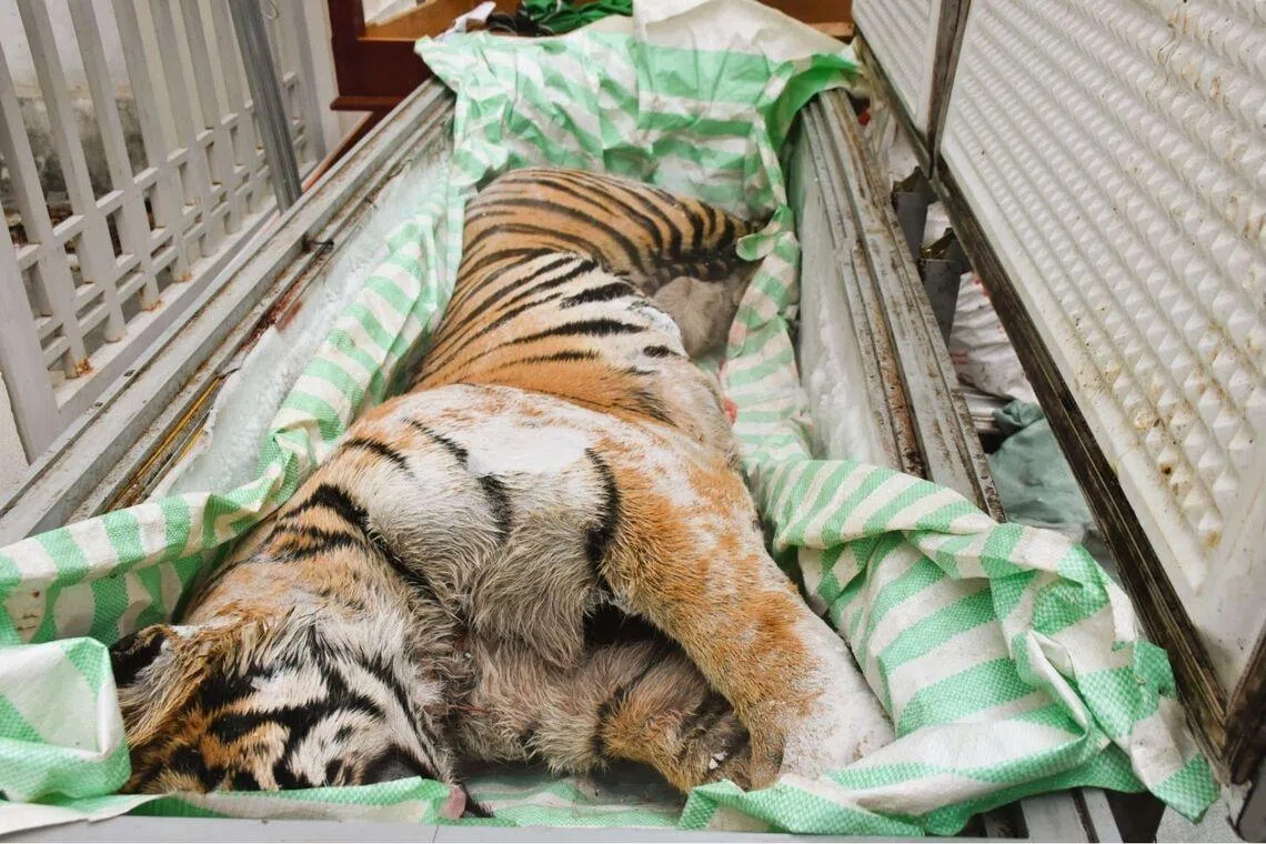 Police in Thanh Hoa province, south of the capital Hanoi, said they had found the frozen bodies of two adult tigers.
