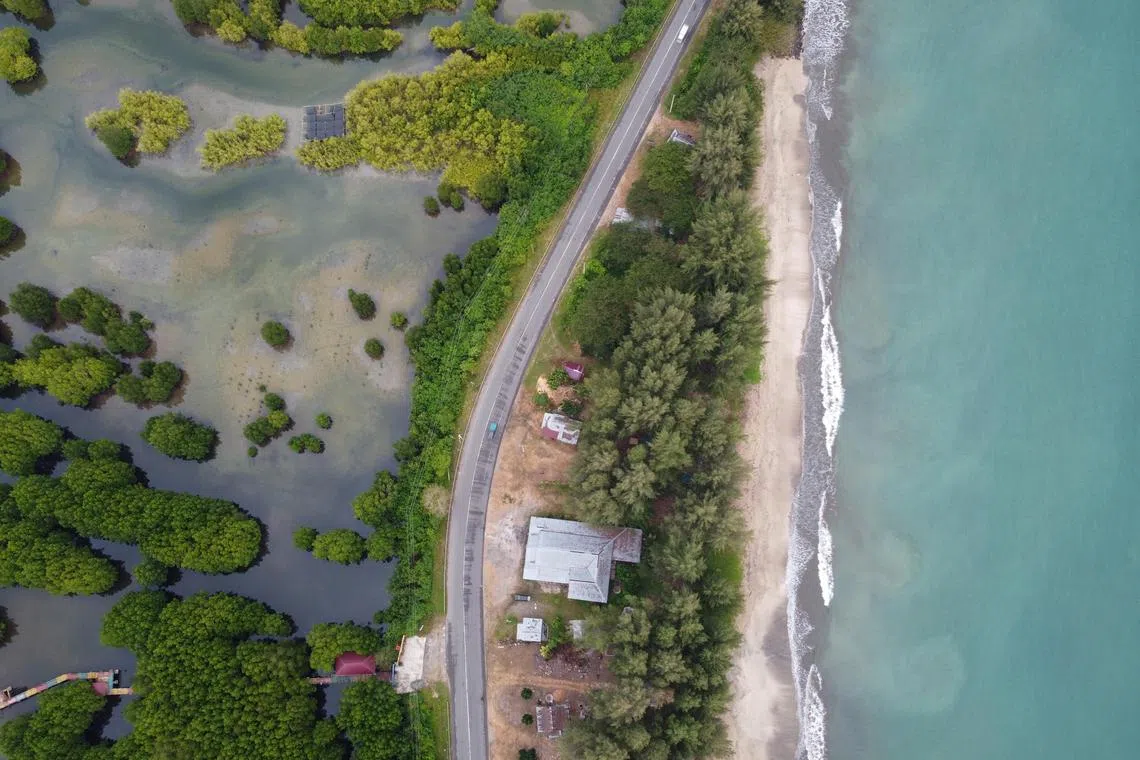 epa10629380 An aerial photo taken by a drone shows the Mangrove Ecotourism area separated by the main road to the Indian Ocean in Gampong Baro Sayeung, Aceh Jaya Indonesia, 14 April 2023. This mangrove area, which had been completely destroyed by the 2004 tsunami. has begun to green after replanting efforts by locals and conservationists. Rising sea levels have caused rapid coastal erosion in Aceh. In addition, the 2004 tsunami disaster also contributed greatly to the destruction of mangrove forests on the west coast of Aceh. The real result is a massive reduction in land mass due to coastal erosion and the loss of mangrove forests.  Director of the Aceh Jaya Manggrove Institute Foundation, Abdul Hadi, believes that good mangrove forests can protect land areas from rising sea levels and coastal abrasion. His AMI Foundation supports mangrove planting activity throughout Aceh Jaya by donating seeds for free, and continuing to plant throughout the year.  EPA-EFE/HOTLI SIMANJUNTAK  ATTENTION: For the FOCUS essay text go to https://epaimages.com/misc.pp?code=section-focus