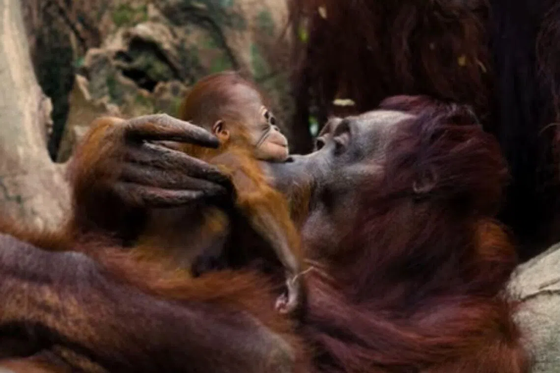 The Bornean orang utan baby can be seen clinging onto Miri, its mother, as she swings and climbs around the orang utan enclosure at Orangutan Island.