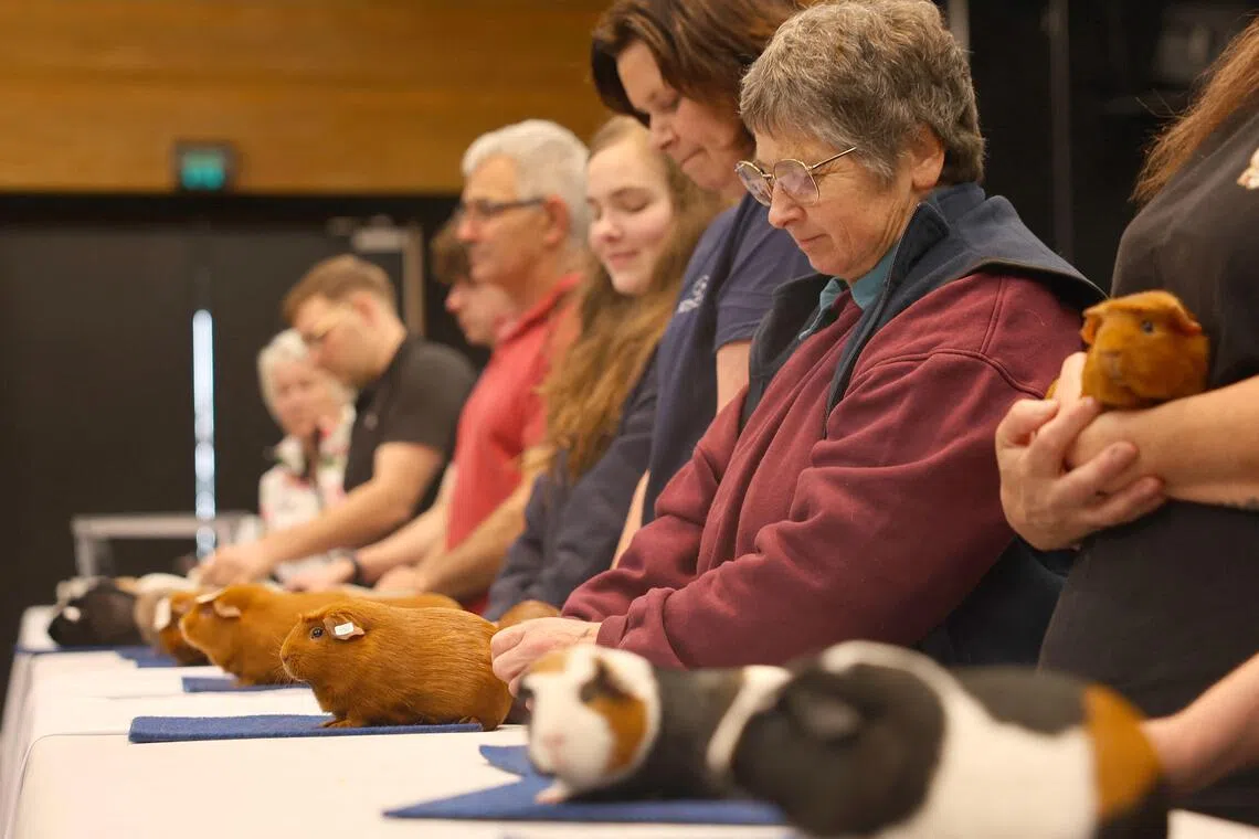Competitors present their guinea pigs for judging during the New Zealand National Guinea Pig Show.