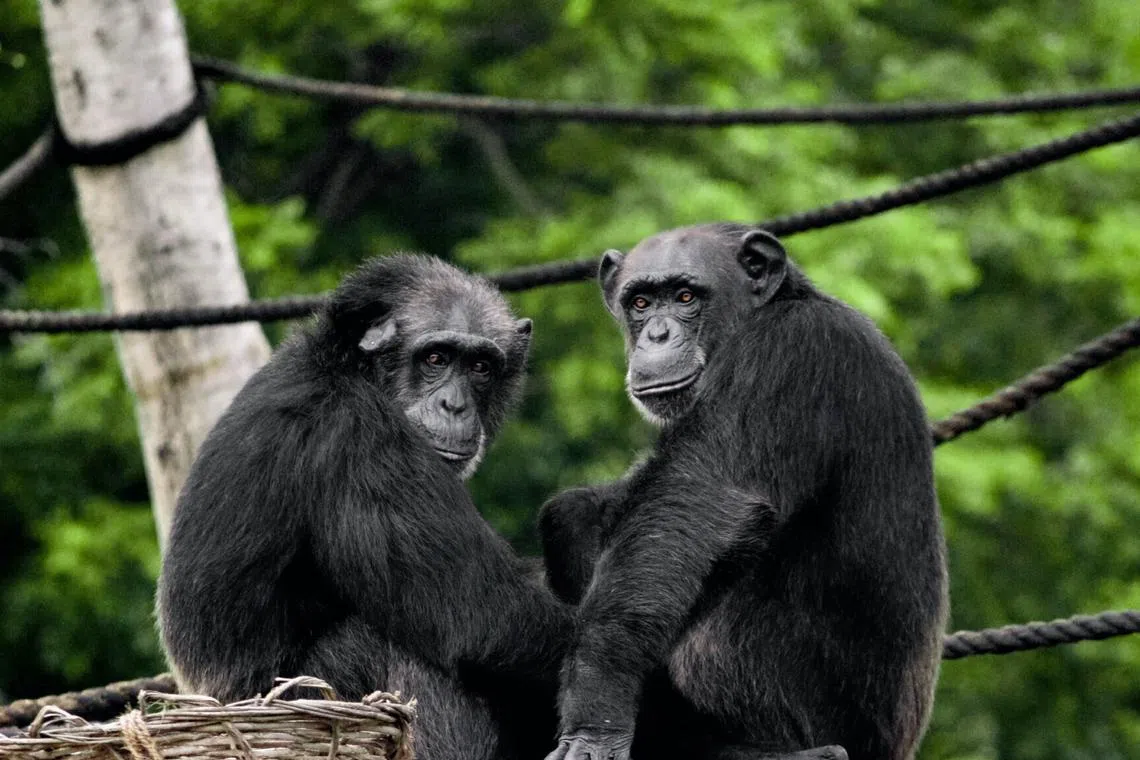 Chimpanzees and bonobos are the nearest genetically to humans, sharing roughly 98.8 per cent of our DNA.