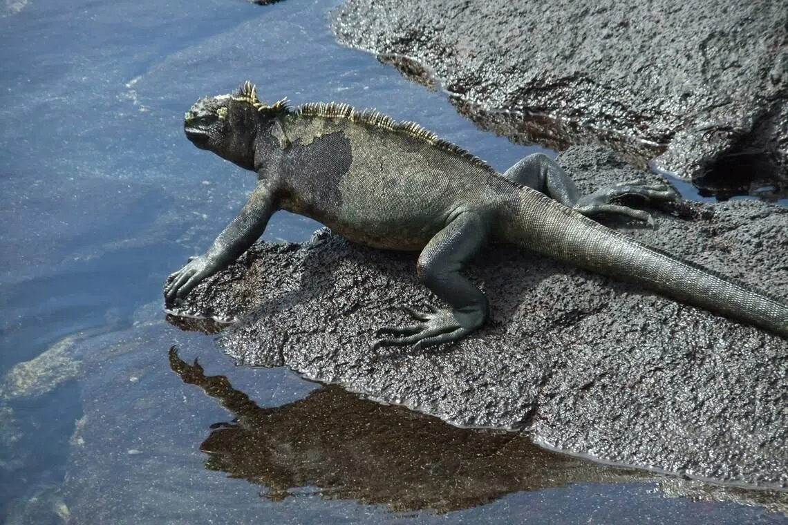 Ecuador arrests three Thais for iguana trafficking