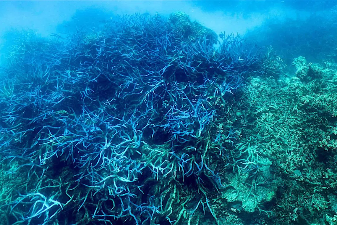 (FILES) This picture taken on March 7, 2022 shows the current condition of the coral on the Great Barrier Reef, off the coast of the Australian state of Queensland. The UN's cultural agency UNESCO welcomed on June 6, 2023, commitments from Australia to protect the Great Barrier Reef, with the leftwing Canberra government pledging 4.4 billion Australian dollars ($2.9 billion) to safeguard the natural wonder. (Photo by Glenn NICHOLLS / AFP)