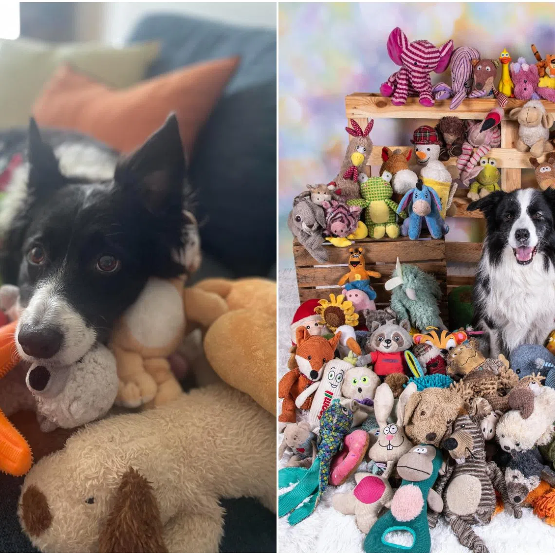 Basket (left) and Raffy, both border collies, know the names of many toys. 