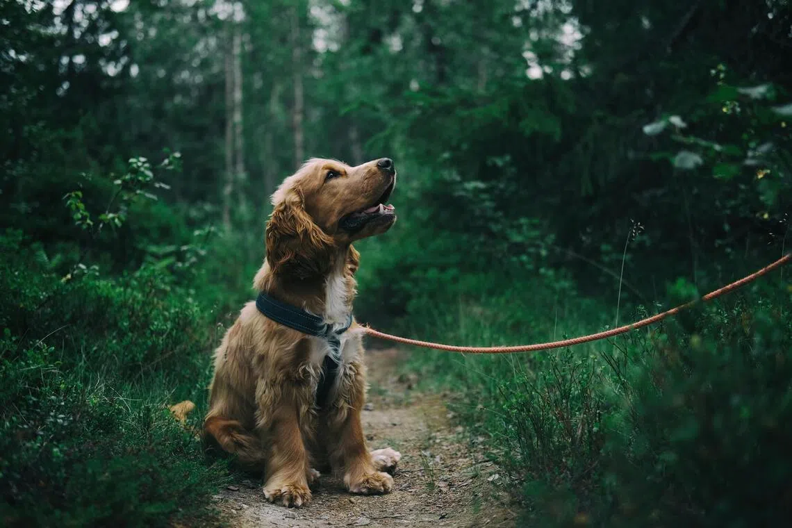This is the first time a Spanish court has applied legislation against vicarious violence to a case where an animal was harmed.