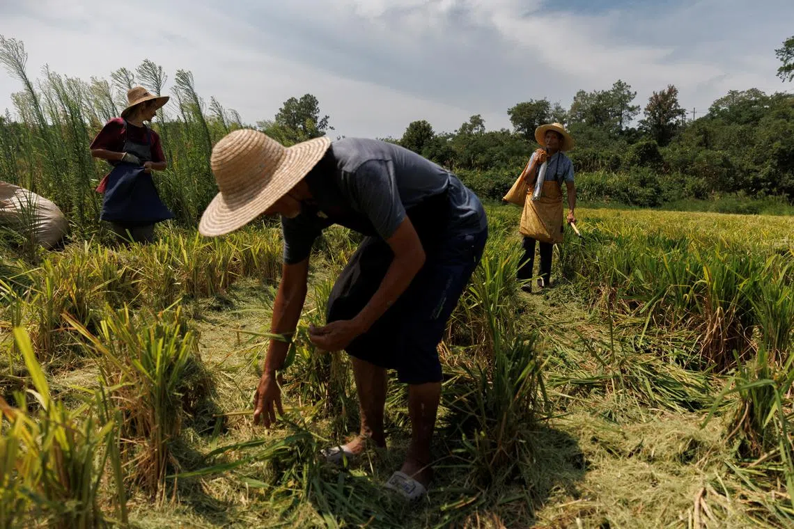 FILE PHOTO: Farmers pick ears of rice left over by a paddy harvester as the region experiences a drought outside Jiujiang city, Jiangxi province, China, August 27, 2022.  REUTERS/Thomas Peter/File Photo