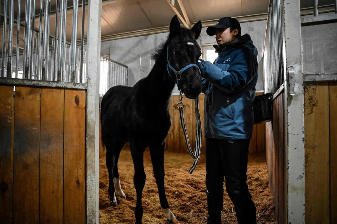 Zhuang Zhuang, seen here with  animal trainer Yin Chuyun at a stable in Beijing, is a clone of a horse imported from Germany.