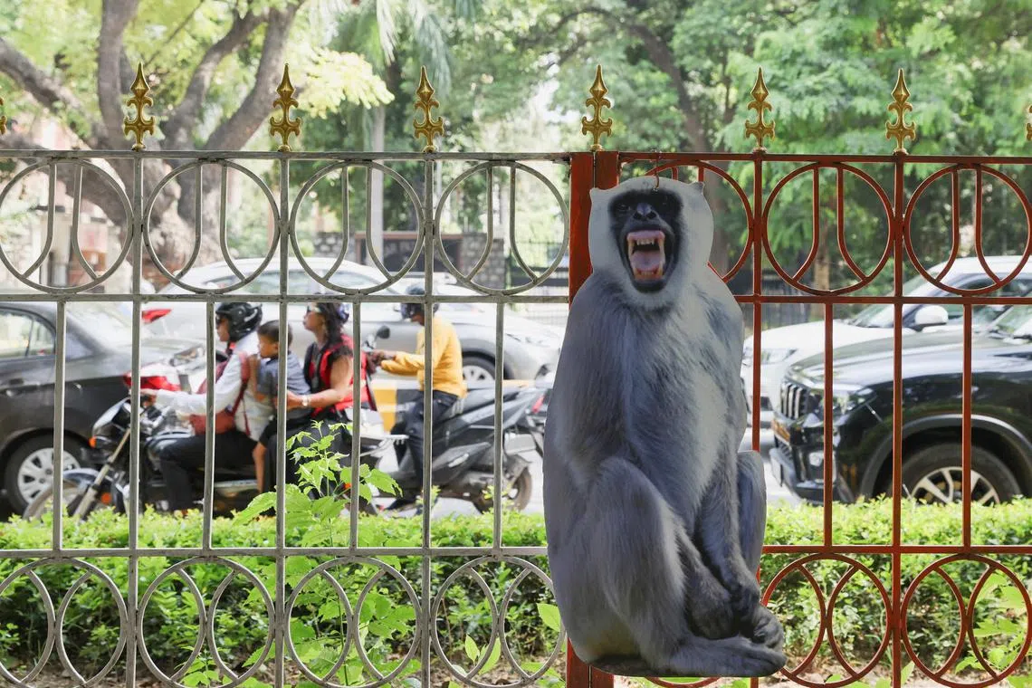 Life-size cutouts of the langur have been set up in a bid to scare away the monkeys.