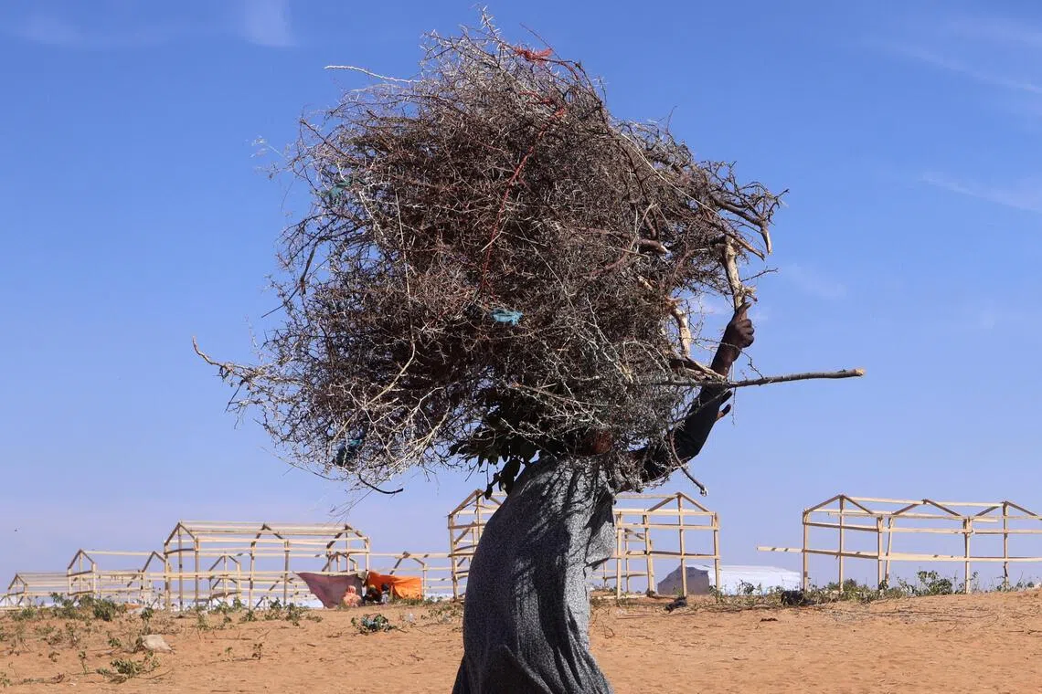 A Sudanese refugee woman from Darfur carries wood for fire while walking tents being made of wood for recent arrivals from al-Fashir, inside the Touloum refugee camp, amid ongoing conflict in her country, on the outskirts of the town of Iriba in Wadi Fira province, eastern Chad, November 30, 2025. REUTERS/Amr Abdallah Dalsh
