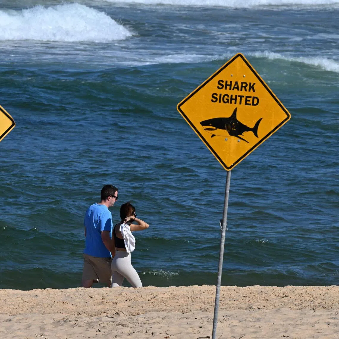 No one wants a close encounter with a shark.