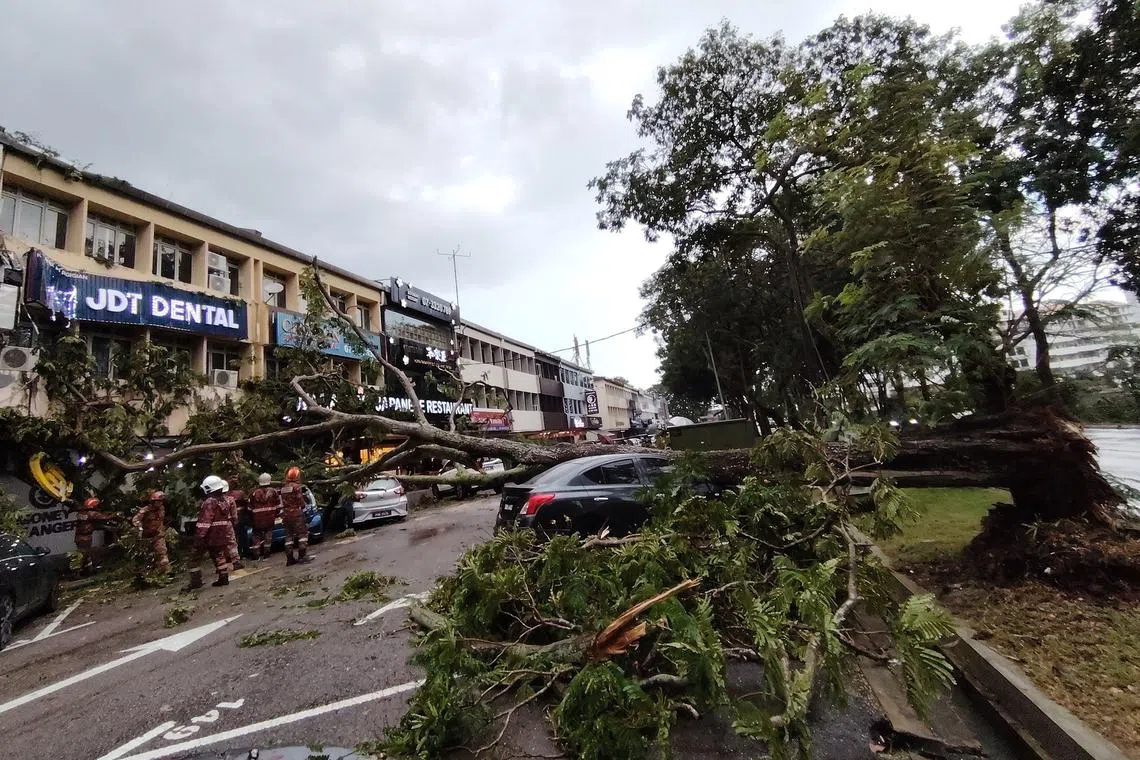 A fallen tree along Jalan Kuning in JB's Taman Pelangi on Feb 14, 2025.