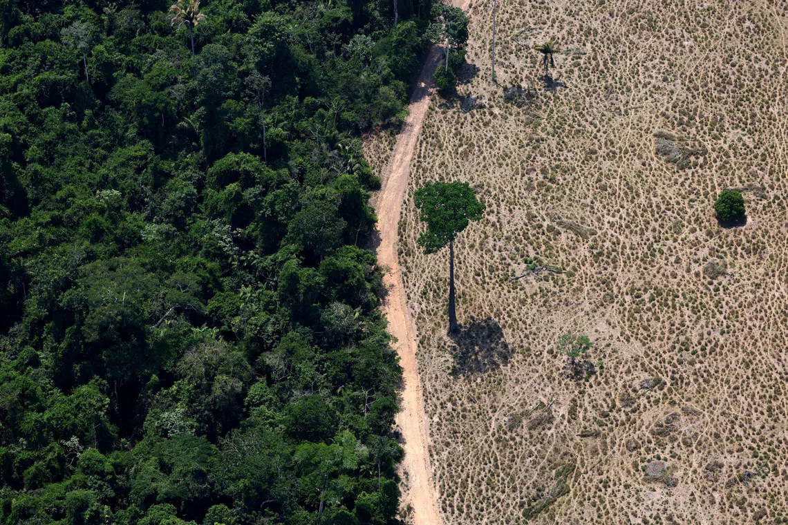 A tree stands at a deforested area in Maraba, Para state, Brazil September 11, 2025. REUTERS/Amanda Perobelli