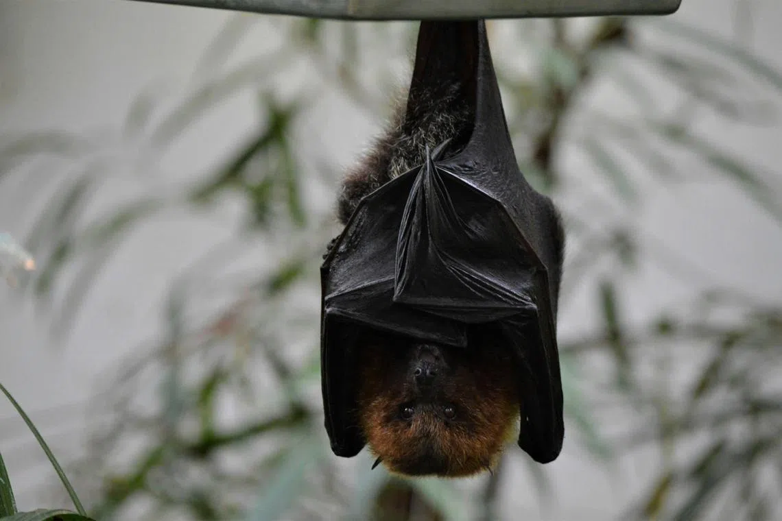 In further experiments, the researchers identified monoclonal antibodies and antiviral drugs that target the bat virus.