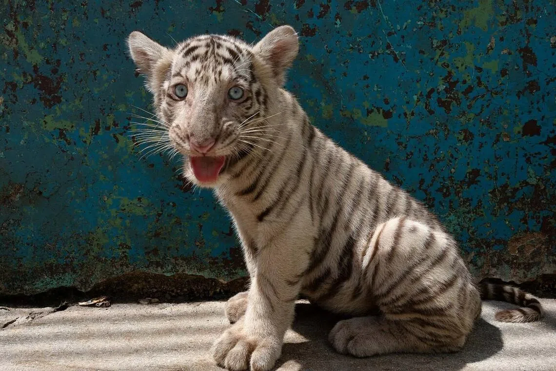 A white Bengal tiger cub looks on at Cuba's National Zoo, with its birth marking a reproductive milestone for the facility despite a lack of stable electricity and a shortage of operational resources that complicate the feeding and rearing of exotic species, in Havana, Cuba, July 3, 2026. REUTERS/Norlys Perez TPX IMAGES OF THE DAY