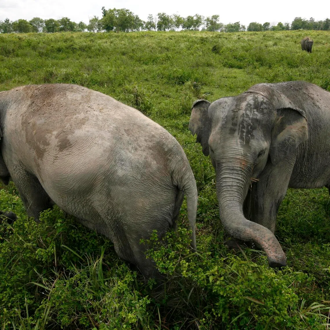 The Sumatran elephant is classified as critically endangered on the International Union for Conservation of Nature Red List of Threatened Species.