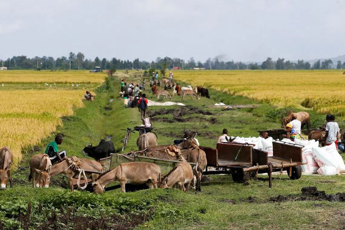 FILE PHOTO: Farmers prepare to transport bags of rice following a poor harvest due to the effects of the worsening drought due to failed rain seasons, in Mwea, Kenya November 30, 2022. REUTERS/Thomas Mukoya/File Photo
