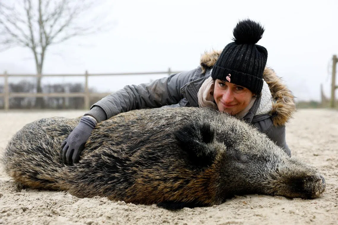 French horse breeder Elodie Cappe poses with \"Rillette\", a wild boar she rescued as a piglet in 2023 that is now at the center of a legal dispute over the keeping of wild animals in France, near stables at her farm in Chaource, France, January 15, 2025. REUTERS/Stephanie Lecocq