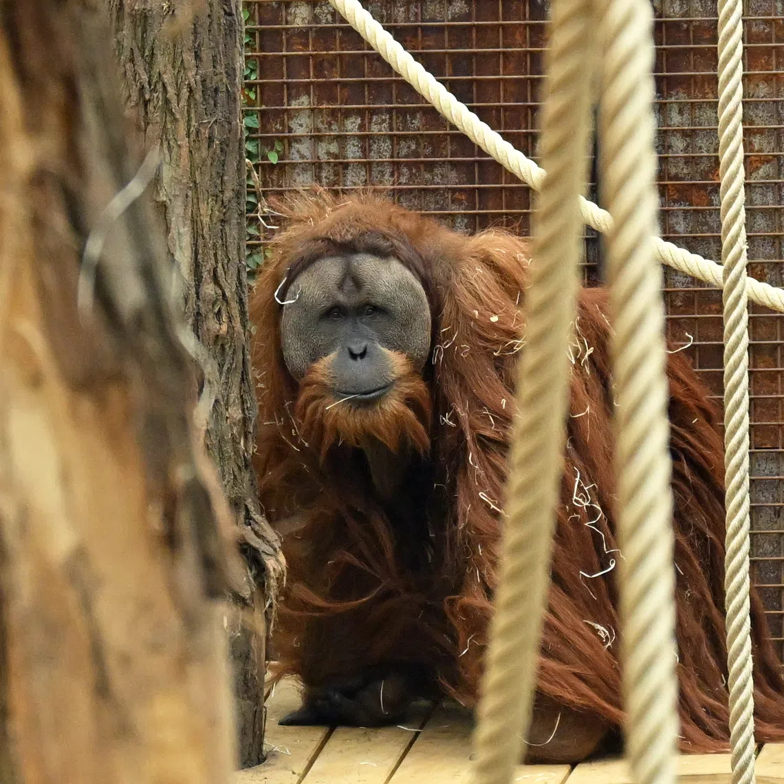 Only scientifically classified as a species in 2017, tapanulis are incredibly rare, with fewer than 800 left in the wild.
