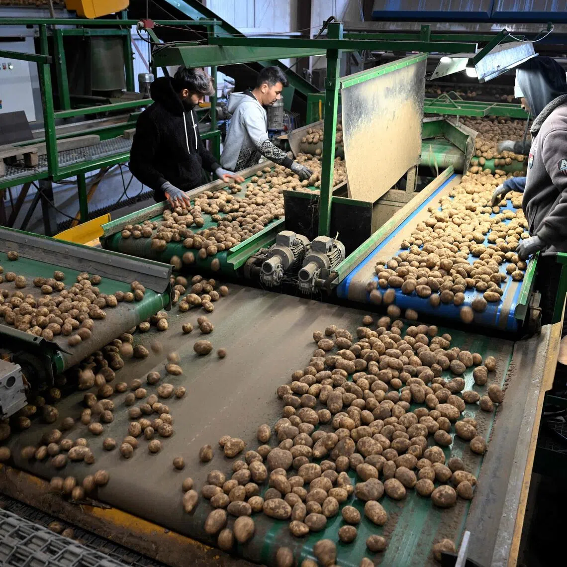 Employees of an agricultural cooperative sort potatoes after harvesting in Geer, eastern Belgium on September 26, 2025. Fries powerhouse Belgium is in for a record potato harvest this year -- but that's hardly cause for celebration for farmers who face a slump in prices partially driven by a crunch in crispy exports. (Photo by Nicolas TUCAT / AFP)