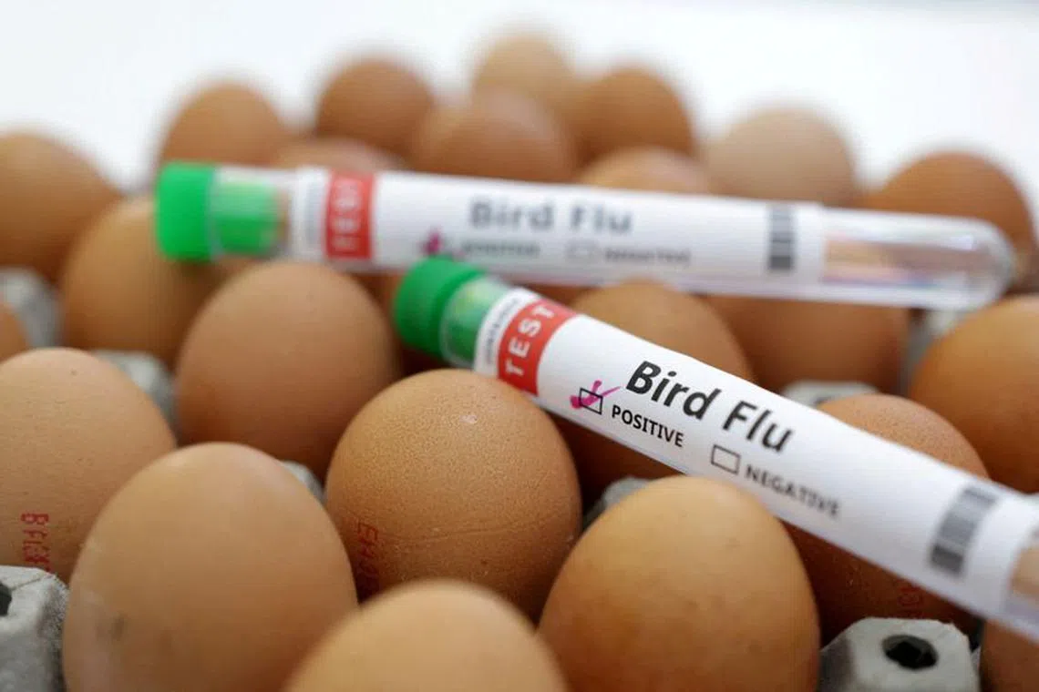 FILE PHOTO: Test tubes labelled &quot;Bird Flu&quot; and eggs are seen in this picture illustration, January 14, 2023. REUTERS/Dado Ruvic/Illustration/File Photo